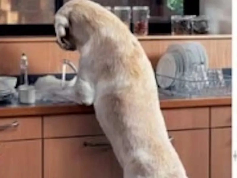 Troubles du comportement et de la relation homme-animal Troubles du comportement et de la relation homme-animal