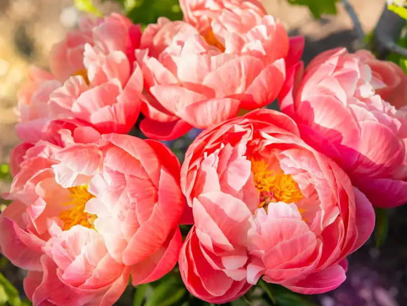 pink and white flower in close up photography | Photo by Cristina Anne Costello, on https://unsplash.com/@lightupphotos?utm_source=centralapp&utm_medium=referral