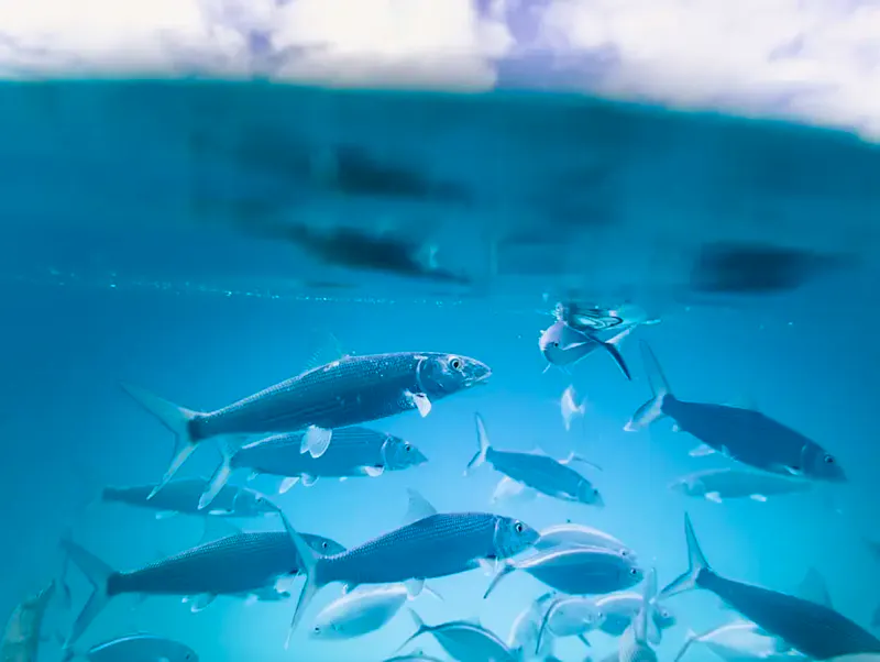 Photo de La Table de Colette school of fish | Photo de Jakob Owens, sur https://unsplash.com/@jakobowens1?utm_source=CentralApp&utm_medium=referral