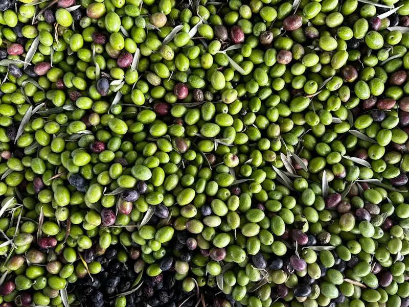 L'olive espagnole : variété, culture et recettes à découvrir