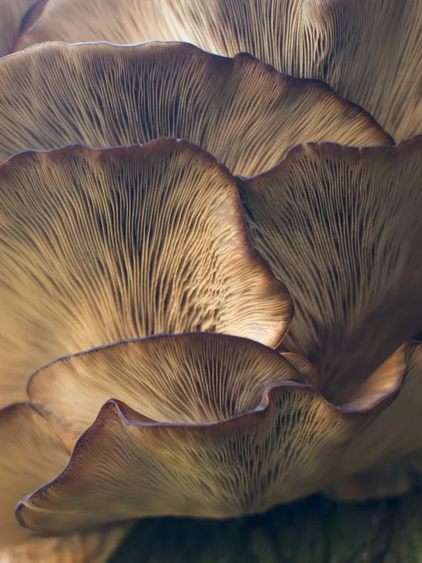 Serata di Funghi