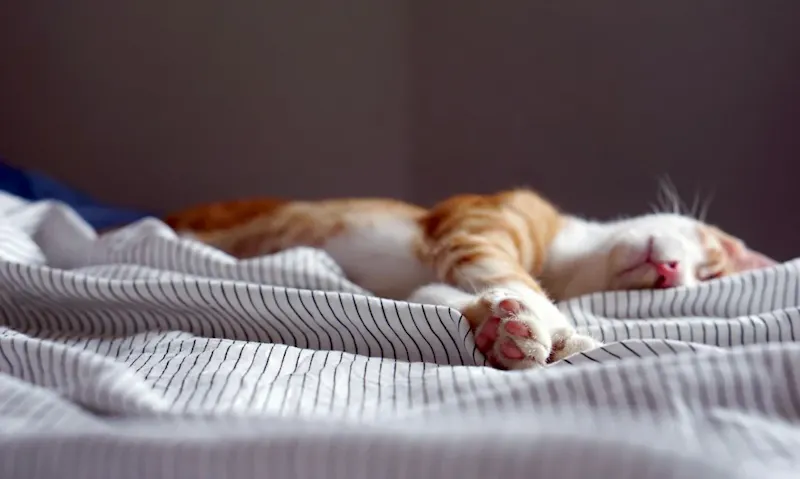 orange tabby kitten sleeping on black and white striped textile | Photo de Lauren Kay, sur https://unsplash.com/@lakael?utm_source=centralapp&utm_medium=referral