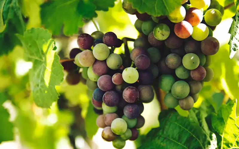 grapes on trunk photography | Foto de Rohit Tandon, en https://unsplash.com/@sepoys?utm_source=centralapp&utm_medium=referral