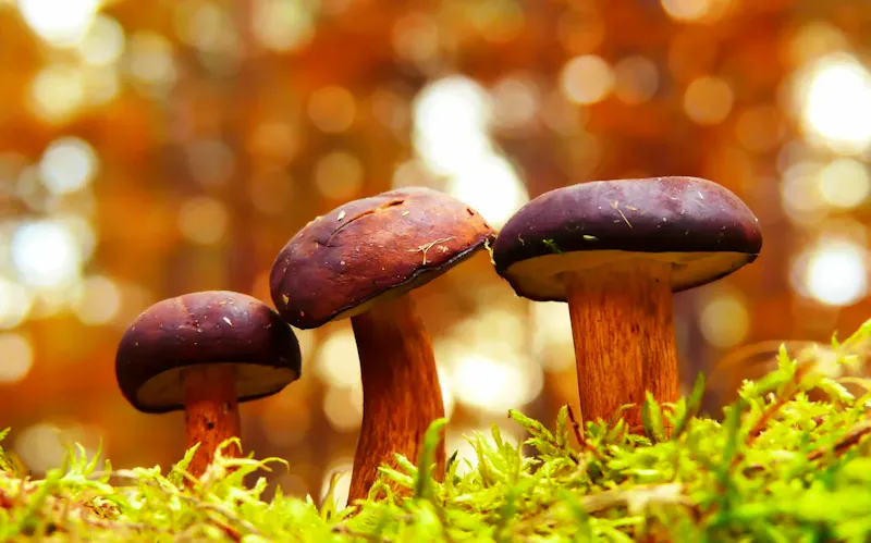 selective focus photography of fungi | Immagine di Krzysztof Niewolny, su https://unsplash.com/@epan5?utm_source=CentralApp&utm_medium=referral