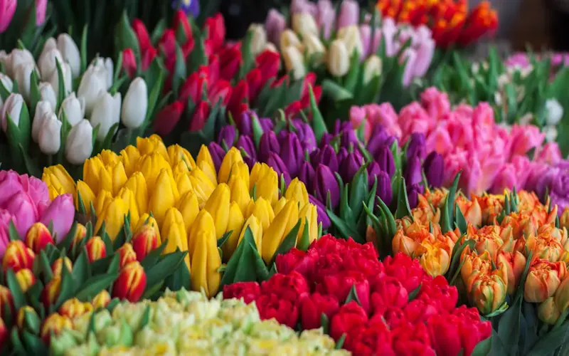 Image of Quelle Fleur est-il ? assorted flowers | Photo by Ioann-Mark Kuznietsov, on https://unsplash.com/@mrrrk_smith?utm_source=centralapp&utm_medium=referral