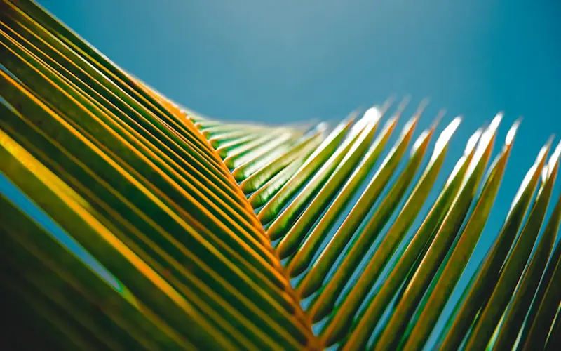photography of banana leaves | Bild av Jakob Owens, på https://unsplash.com/@jakobowens1?utm_source=centralapp&utm_medium=referral