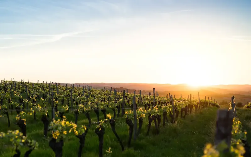 green grass field during golden hour | Photo by Boudewijn Boer, on https://unsplash.com/@boudewijnboer?utm_source=centralapp&utm_medium=referral