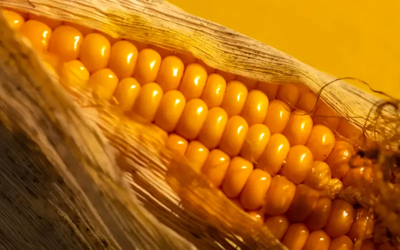 Image of La Cantoniera A close up of a corn on the cob | Photo by MARIOLA GROBELSKA, on https://unsplash.com/@mariolagr?utm_source=centralapp&utm_medium=referral
