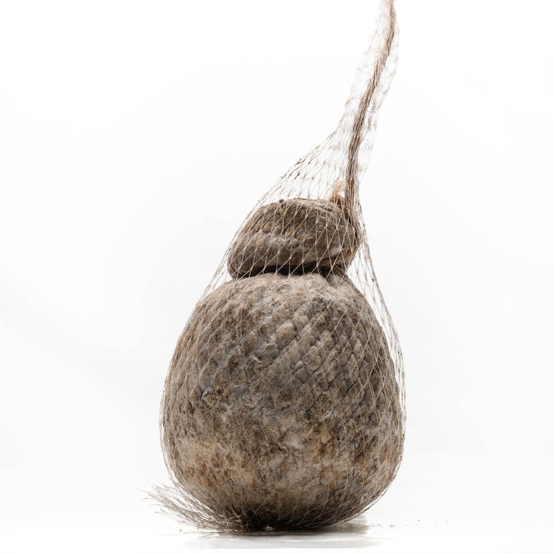 Caciocavallo grottato
