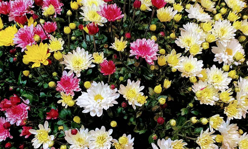 Photo de Exotic Garden