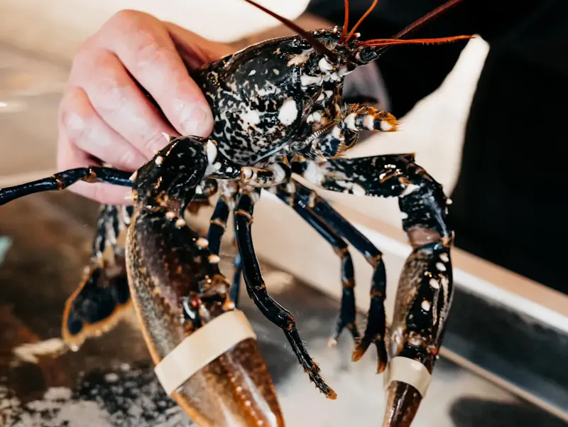 Découvrez nos homards ultra-frais, cuits à la perfection. Une expérience gastronomique inoubliable à prix étudié, chez La Table des Saveurs. 🦞✨