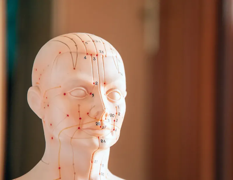 Lines with Numbers on Head Figure | Photo de Juan Antonio García-Filoso Rodríguez, sur https://www.pexels.com/@juan-antonio-garcia-filoso-rodriguez-501825273?utm_source=centralapp&utm_medium=referral