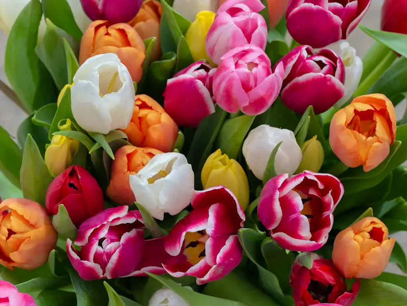 Image of Quelle Fleur est-il ? A beautiful close-up of a bouquet of multicolored tulips showcasing vibrant blooms. | Photo by Volker Meyer, on https://www.pexels.com/@vome?utm_source=centralapp&utm_medium=referral