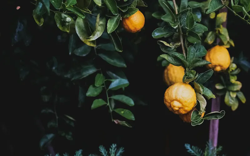 Image of Ristorante Limone Fresh ripe lemons hanging from a lush green branch outdoors, symbolizing natural freshness. | Photo by Tony Smith, on https://www.pexels.com/@tony-smith-1861884?utm_source=centralapp&utm_medium=referral