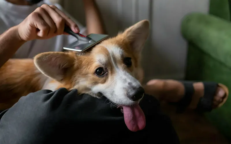 Photo de Savagan Brussels A man gently brushes his corgi indoors, showcasing a calm pet care moment. | Photo de Ron Lach, sur https://www.pexels.com/@ron-lach?utm_source=CentralApp&utm_medium=referral