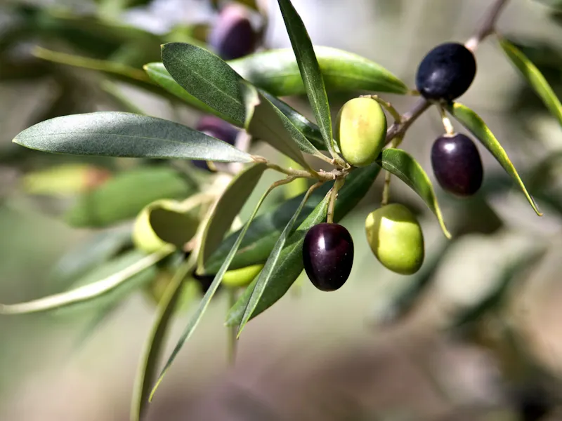 Image of La Bella Puglia