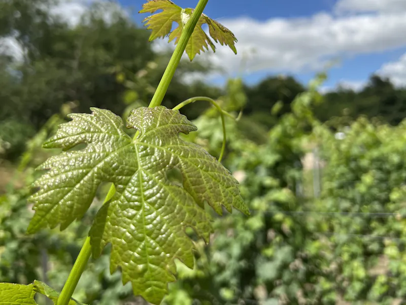 Begin juli, een ontmoeting met wijnboeren uit de Bordeauxstreek.

Bijna 11 wijnboeren uit de Médoc, Libourne en Entre Deux Mers.