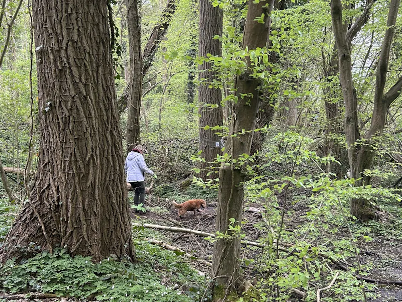 Balade complice autour de l’Abbaye d’Aulne : un dimanche entre nature, patrimoine et amitié… à 4 pattes !