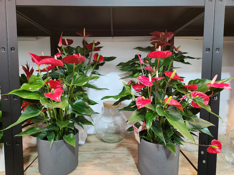 Photo de Exotic Garden