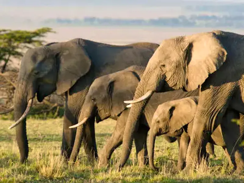 Gruppo da Perugia, Kenya safari e mare dal 3 al 12 settembre 2026