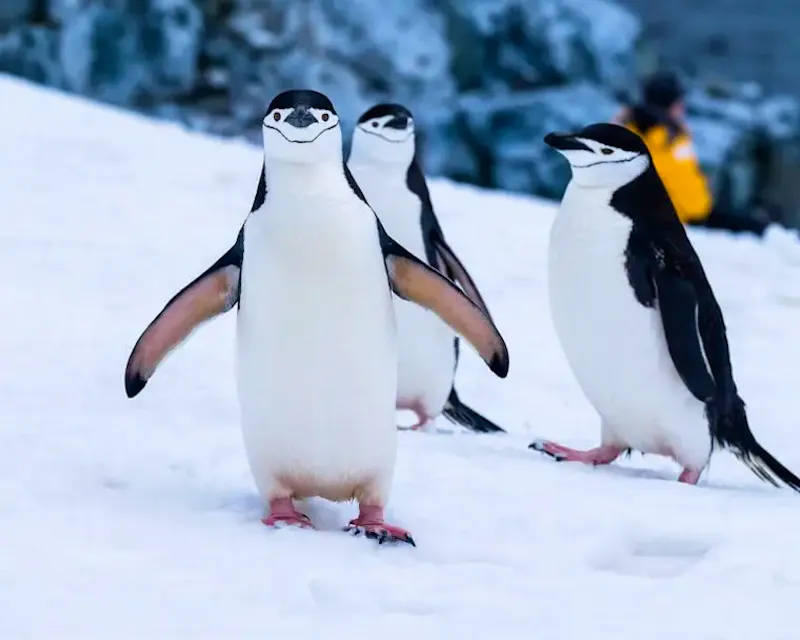 L'Antarctique emblématique avec Ponant !