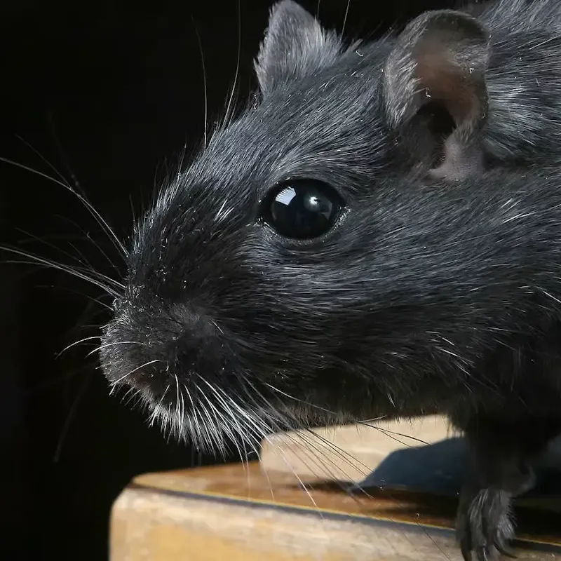 Rat noir