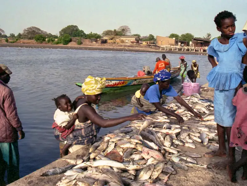 People are buying and selling fish by the water. | Photo by Wietse Jongsma, on https://unsplash.com/@wietsej?utm_source=CentralApp&utm_medium=referral