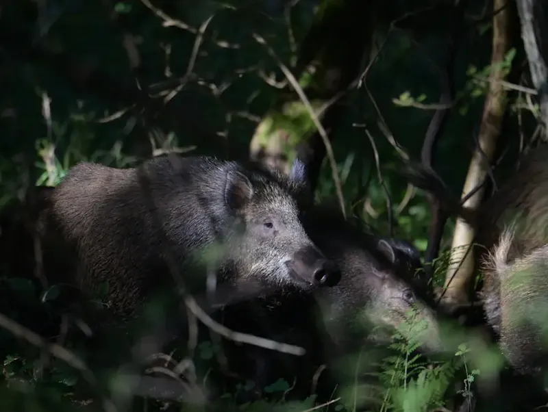 A bear is laying down in the woods | Foto door Jean Dekindt, op https://unsplash.com/@jeandekindt?utm_source=centralapp&utm_medium=referral