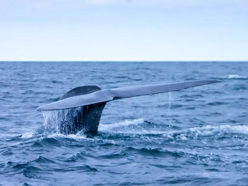 gray and white whale on sea during daytime | Foto door Mayte Garcia Llorente, op https://unsplash.com/@maytegallo?utm_source=CentralApp&utm_medium=referral