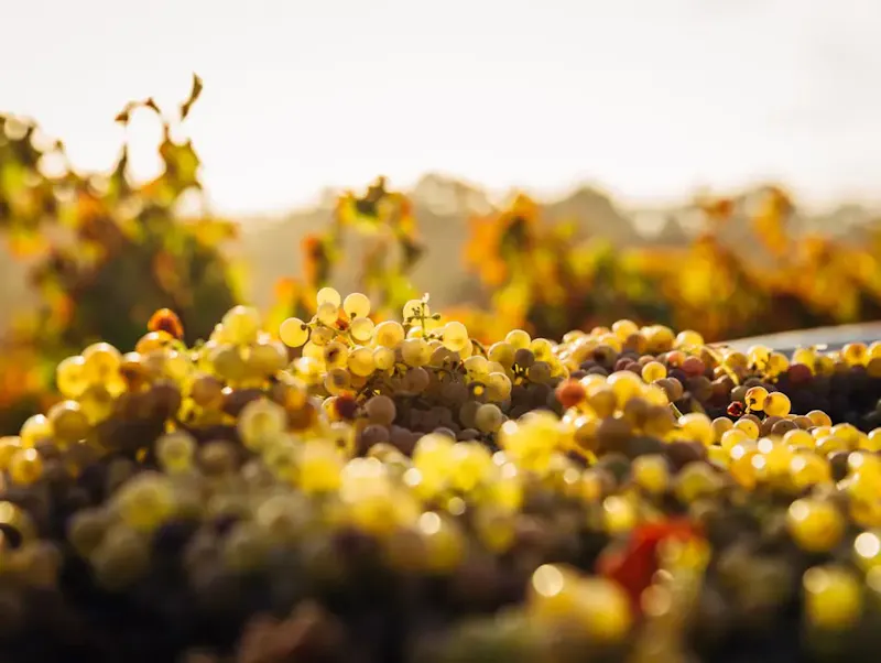 macro shot of seaweeds | Photo by Thomas Schaefer, on https://unsplash.com/@tomonine?utm_source=centralapp&utm_medium=referral