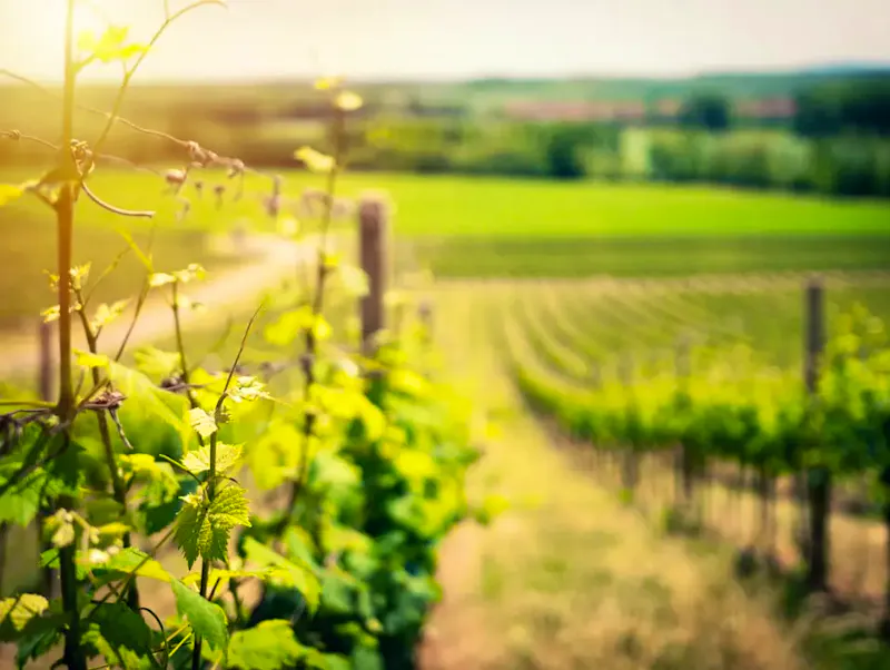 selective focus of green leafed plant | Immagine di Ales Maze, su https://unsplash.com/@alesmaze?utm_source=CentralApp&utm_medium=referral