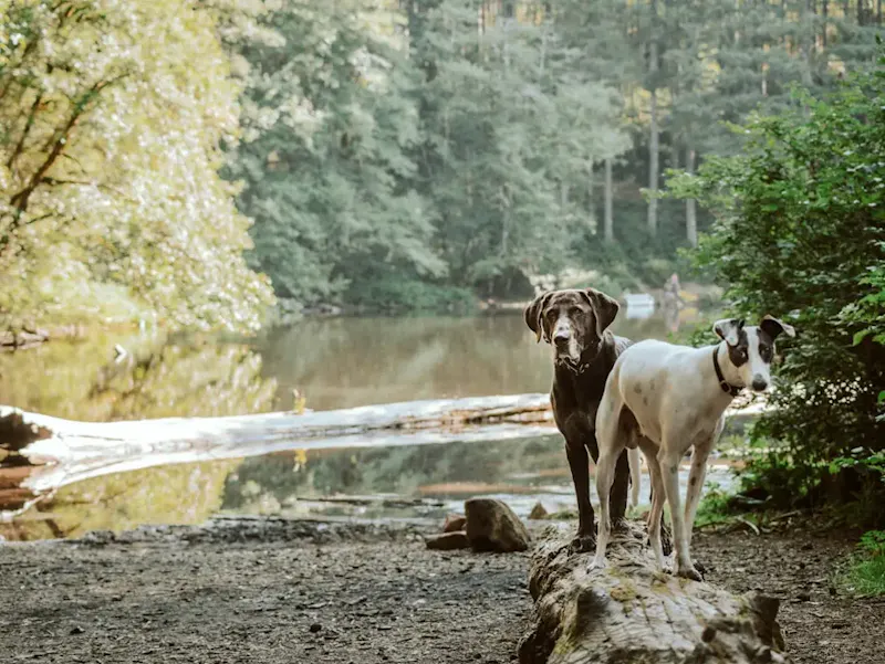 white and brown short coated dog on brown rock near body of water during daytime | Photo de Chewy, sur https://unsplash.com/@chewy?utm_source=centralapp&utm_medium=referral